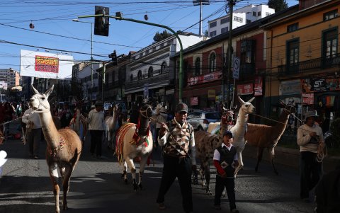 ndígenas y campesinos bolivianos marchan con sus llamas y alpacas durante el lanzamiento del Año Internacional de los Camélidos este martes en La Paz (Bolivia).