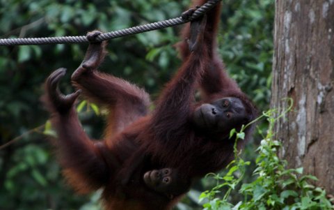Un orangután el centro de rehabilitación de orangutanes de Sepilok, Malasia.