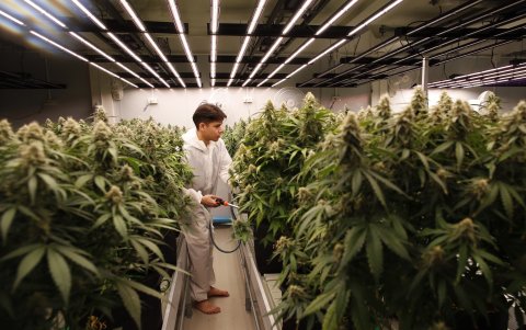 La industria de la marihuana podría superar los 1.240 millones de dólares (1.230 millones de euros) anuales en el país para 2025.