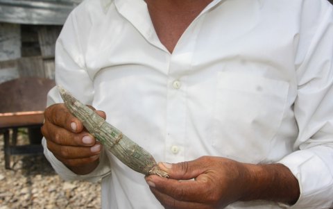 Los pacientes deben frotarse pequeños fragmentos de una planta que se denomina ´suelda consuelda´