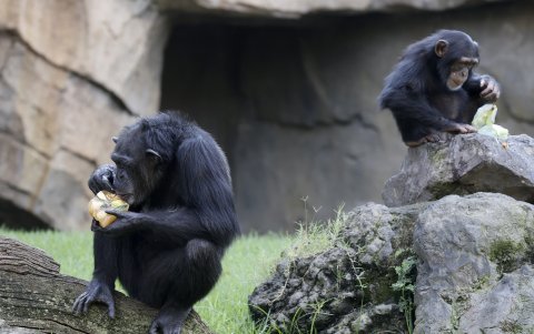 Dos chimpancés se refrescan con unos helados de frutas para mitigar las altas temperaturas . EFE/Kai Försterling