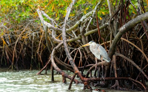 Los manglares, ubicados en regiones tropicales y subtropicales, ofrecen beneficios, como la captura de carbono y la provisión de hábitats