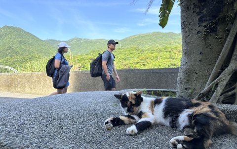 Esta pequeña localidad, ubicada a unos 40 minutos en tren desde Taipéi, está habitada por alrededor de doscientos gatos callejero.