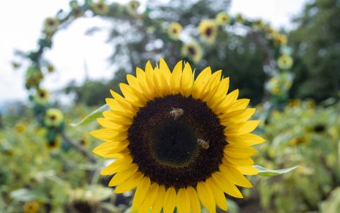 Fotografía que muestra una flor de giraso en Catarina municipio de Masaya (Nicaragua).