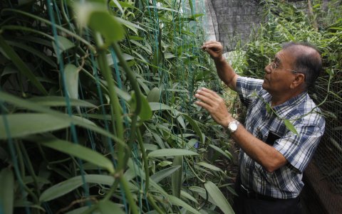 El doctor Ángel Llerena en el invernadero de la Universidad Católica de Guayaquil.