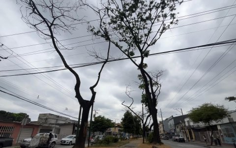 Cambios. Los samanes necesitan que su suelo sea amplio, nutrido y que su riego sea continuo. Además, sus raíces requieren espacio, por lo que no debe haber otras plantas cerca.