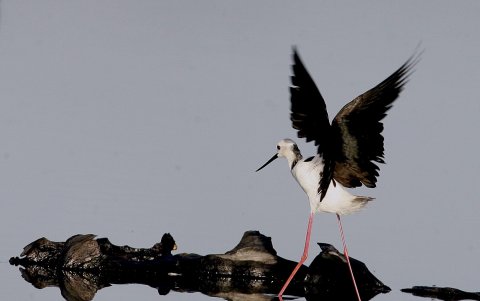 Un ave zancuda migratoria procedente de Australia bate sus alas en un estanque del pueblo en el norte de la isla de Mindanao, en Filipinas.