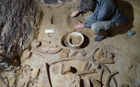 Expertos del Instituto Arqueológico Austriaco trabajan en la extracción de huesos de mamut encontrados en una bodega subterránea a unos 75 kilómetros de Viena.