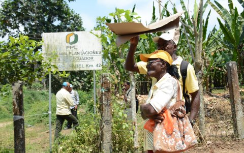Recorrido por las plantaciones en FURUKAWA donde existen irregularidades en la zona . Foto del 6 Septiembre de 2019.