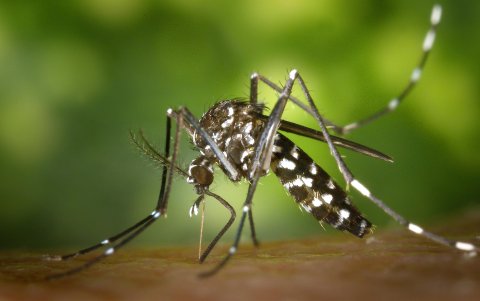 El dengue en Estados Unidos no se limita a Florida.