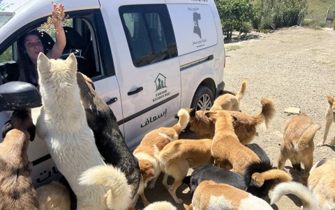 Salima Kadaoui da de comer a varios perros en el albergue de animales 'El Santuario', que abarca 2,4 hectáreas en las afueras de Tánger (Marruecos).