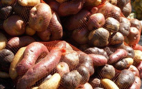 Fotografía de variedades de papas nativas, de distintas tonalidades, formas y tamaños, el 25 de febrero 2024