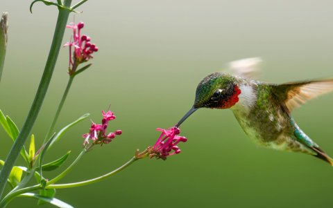 Los receptores del pico, la cara y la cabeza también ayudan.