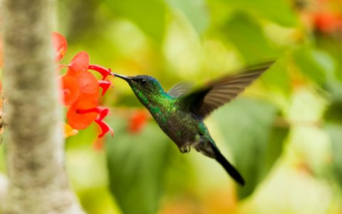 El equipo encontró grupos especialmente grandes de células cerebrales que reaccionaban a la estimulación de los bordes de las alas.