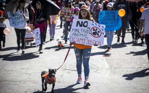 En Boliiva la muerte de un animal se castiga con penas de dos a cinco años de cárcel.
