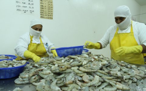 La industria camaronera