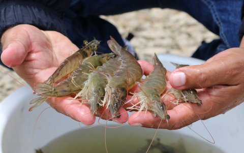 La acuicultura está entre los sectores que crecieron en el primer trimestre de 2024.