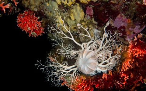 Un equipo de investigación internacional ha hallado el bosque marino de hidrocoral rojo más austral y a menor profundidad encontrado hasta la fecha a nivel mundial.