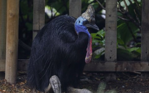 Fotografía de un casuario en el Parque de la Conservación, el 4 de junio en Medellín (Colombia).