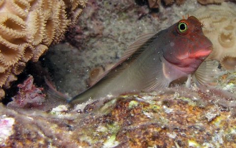 Un equipo internacional de científicos ha descubierto un nuevo parásito en el 