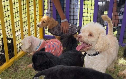 En el lugar además, se podrán encontrar stands de alimentos, cuidados y accesorios