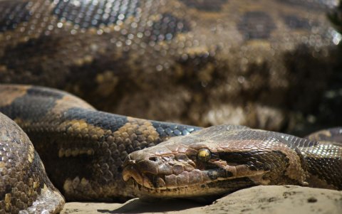 La pitón se alimenta sobre todo de roedores, peces y otros reptiles, aunque los ejemplares más grandes también cazan monos, ciervos, jabalíes y hasta leopardos.