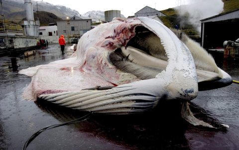 El cuerpo de una ballena es despedazado en la estación ballenera de 'Whalefjord', en Reikiavik, Islandia.
