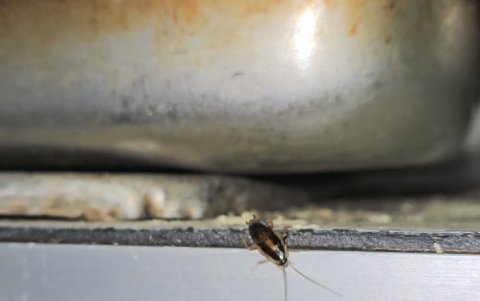 El establecimiento estaba infestado de cucarachas.