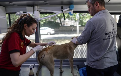 Un perro callejero herido recibe tratamiento dentro del autobús veterinario móvil del municipio de Estambul en Estambul, Turquía.