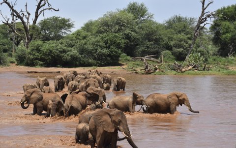 Vista de los ejemplares de elefante que han formado parte de una investigación que ha demostrado que se identifican entre sí con un nombre propio dentro de la manada