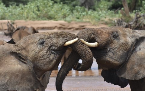 Algunos de los ejemplares de elefante que han formado parte de la investigación de la universidad de Colorado y de las ONG Save The Elephants y Elephant Voices.