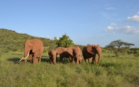 Cada elefante respondió al escuchar su propio nombre por parte de otro ejemplar de la manada.