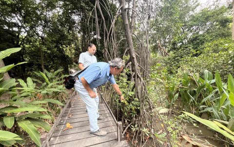 Cuidado. Las raíces de los mangles son como una red que disminuye el caudal y previene las inundaciones.