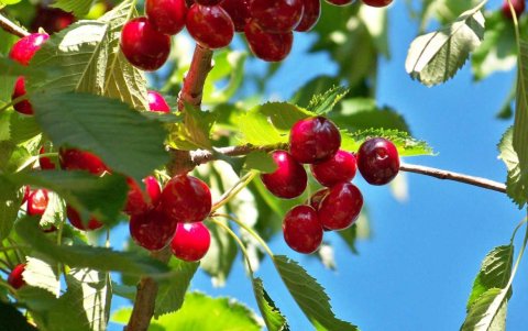 Si una persona no tiene condiciones diagnosticadas por un médico, podría comer hasta 1 taza de cerezas frescas.