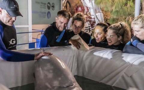 En la imagen cuidadores del Oceanogràfic y un experto del Georgia Aquarium (izqda) junto a una de las belugas rescatadas.