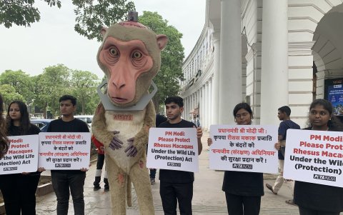 Un mono gigante busca concienciar este jueves a los indios sobre la necesidad de acabar con la experimentación científica con animales, parte de una campaña de la organización animalista PETA.