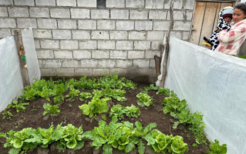 Los huertos orgánicos parecen ser una salida para la crisis de alimentación en Latacunga.