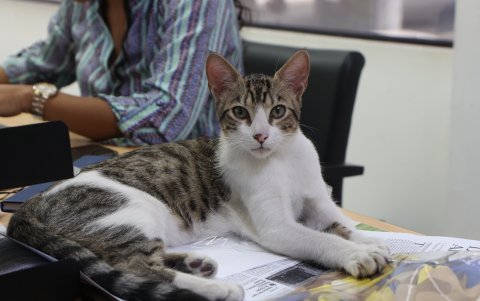 Mascota. Oreo en uno de los escritorios de Diario EXPRESO.