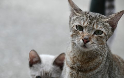 Los gatos son víctimas de una serie de maltratos, según confirma personal municipal. Los de la imagen fueron rescatados por la Dirección de Bienestar Animal.