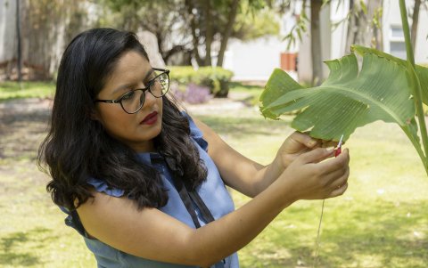 El descubrimiento la ha llevado a ofrecer conciertos y una experiencia inmersiva en varios estados de México