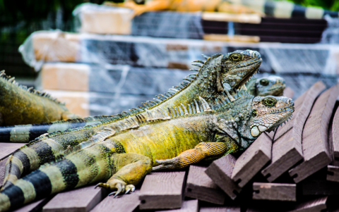 El parque de las Iguanas en Guayaquil es visitado por locales y extranjeros en estas fechas de festividades.