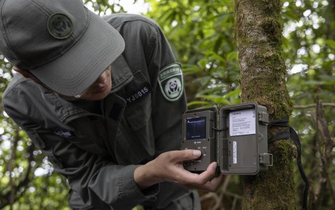 Los científicos de la reserva de Daxianling no quitan ojo desde 2018 a las pantallas de infrarrojos,