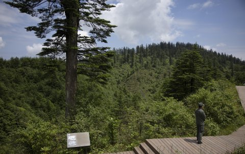 Junto a las bases que preparan a los pandas para volver a la naturaleza.