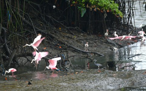 El Salado. El estero es otro de los puntos desaprovechados. Tiene fauna y flora, pero falta invertir en él para rescatarlo.
