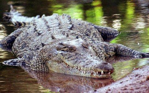Un cocodrilo en el Territorio Norte de Australia.