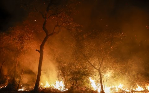 Oenegés de Brasil, Bolivia y Paraguay piden a la UE salvar el Pantanal de los incendios.