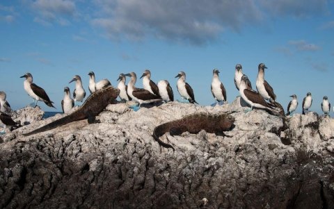 Galápagos alberga más de 7.000 especies endémicas y nativas.