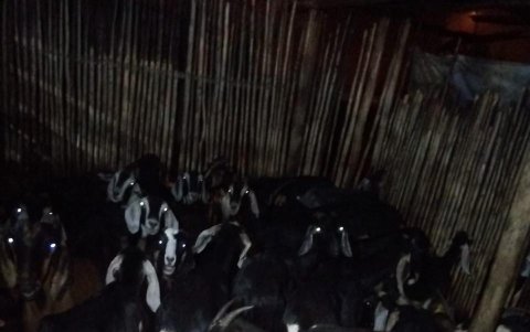 Las chivas estaban hacinadas en corrales de madera, agrupadas en más de 10 por espacio