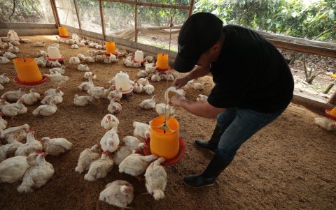 Galpón. Aquí hay 5 pollos por metro cuadrado, pero en una granja convencional ponen hasta 15.