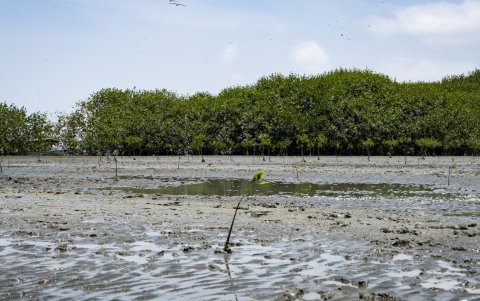 Acción. Las jornadas de reforestación apoyadas por la empresa privada congregan a decenas de personas cada año en El Morro.